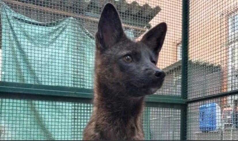 No entanto, ao retirar o animal da caixa de transporte a pesquisadora Flávia Ferrari logo notou que não se tratava de um graxaim-do-campo. Reprodução: Flipar
