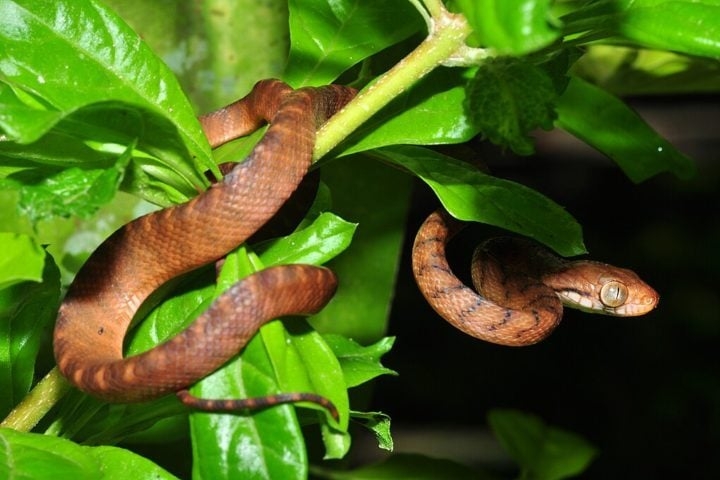 Essa decisão estratégica permitiu que os siheks tivessem um ambiente seguro para viver e se reproduzir, longe da cobra-arbórea-castanha, responsável por sua extinção em Guam, na década de 1940. Reprodução: Flipar