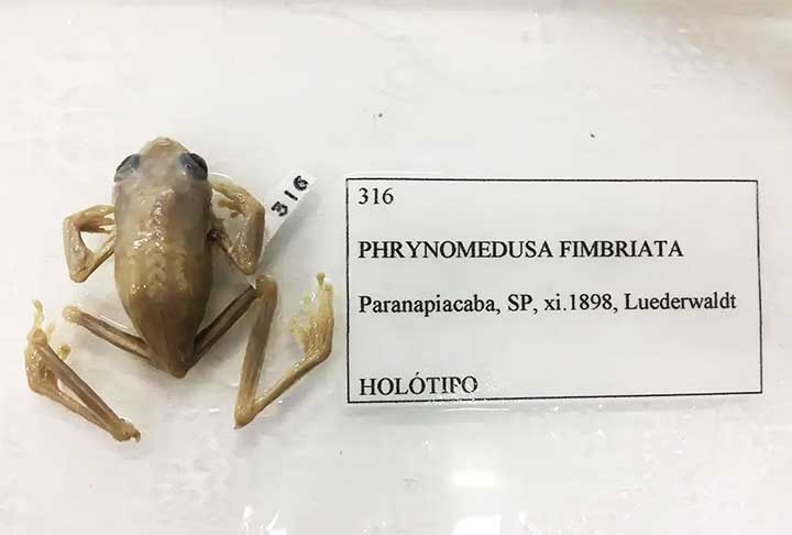 Mesmo com o medo ou repulsa de alguns, a presença de rãs, sapos e pererecas é um indicador de um ecossistema saudável. Eles conseguem sobreviver somente em lugares não poluídos e são sensíveis às mudanças de ambiente. Reprodução: Flipar