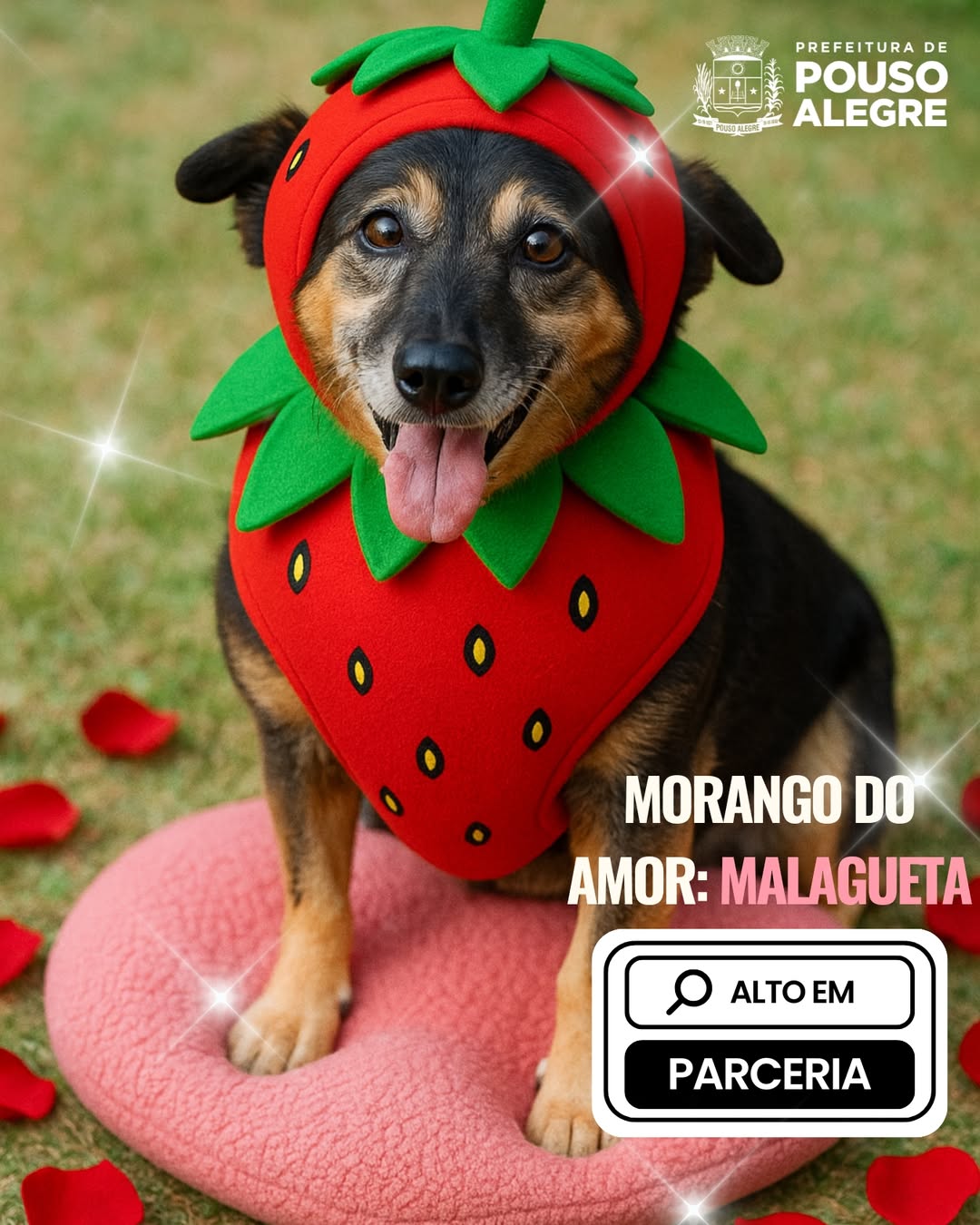 Animais vestidos de ‘morango do amor’ viram destaque em campanha de adoção em MG. Foto: Instagram/@prefeituradepousoalegre