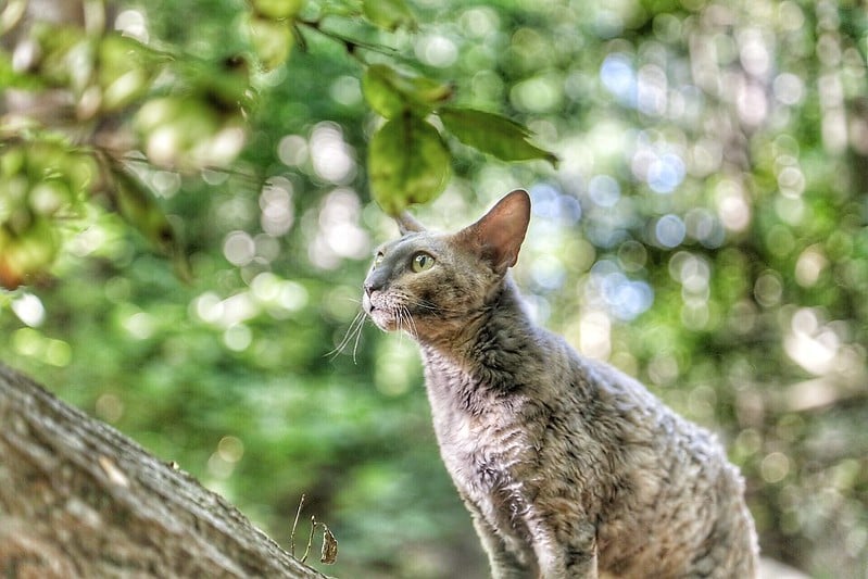 O Cornish Rex é um felino que pode facilmente acostumar a passear de coleira ao ar livre. Foto: Bjorn Jonson/Flickr