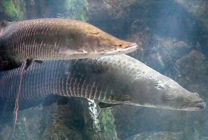 A fauna marinha brasileira é destaque pela sua variedade de peixes e animais que frequentam as águas nacionais. Confira quais são os maiores peixes de água doce do nosso país!