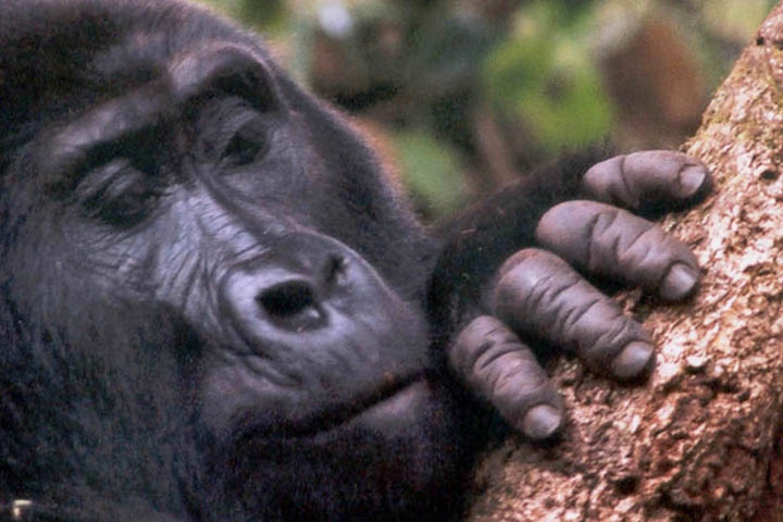 A presença da menopausa em animais levanta uma questão fascinante: por que a evolução conservaria um traço que, à primeira vista, parece reduzir as chances de reprodução?
 Reprodução: Flipar