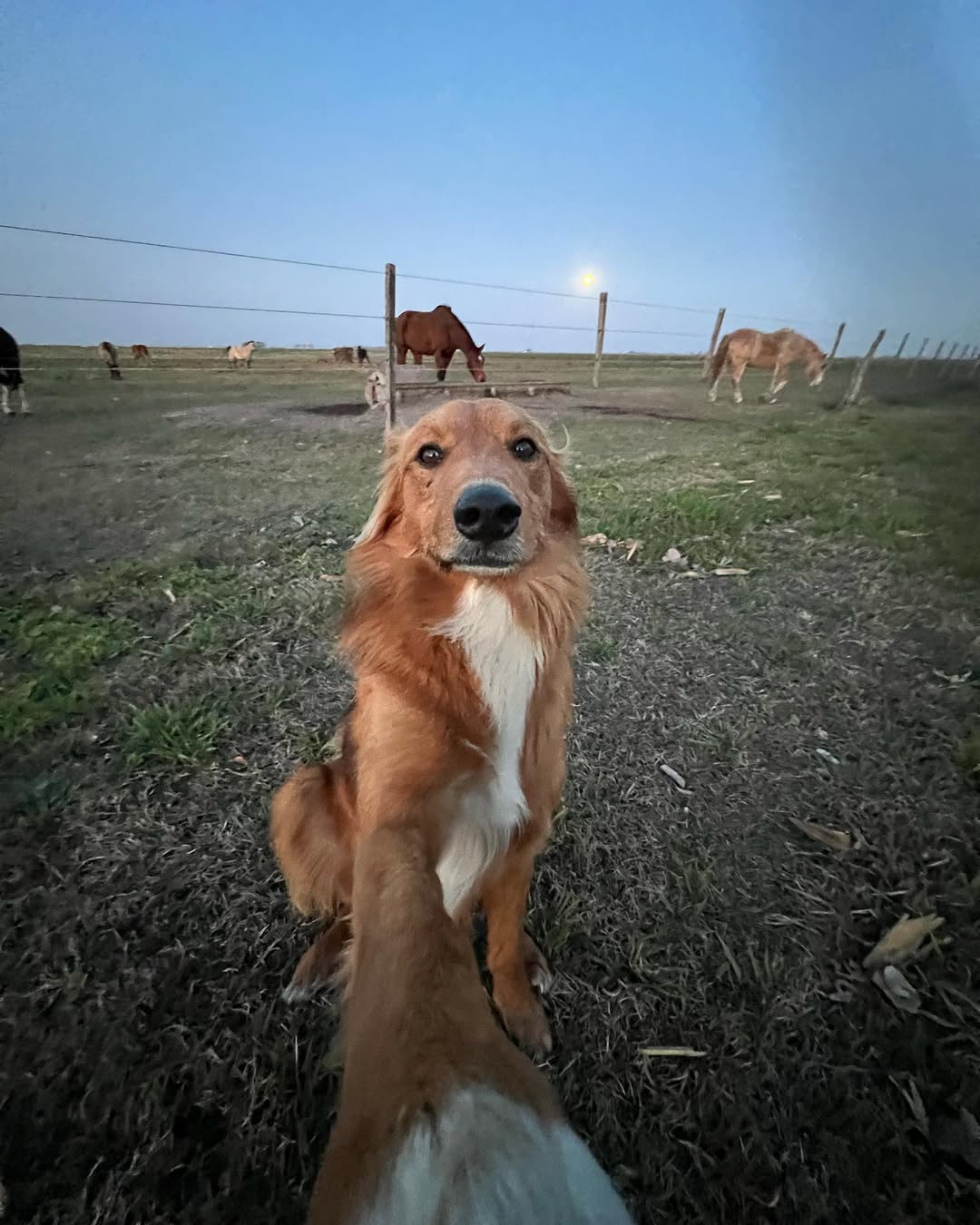 Fotos do golden retriever Preguntale no Instagram Instagram