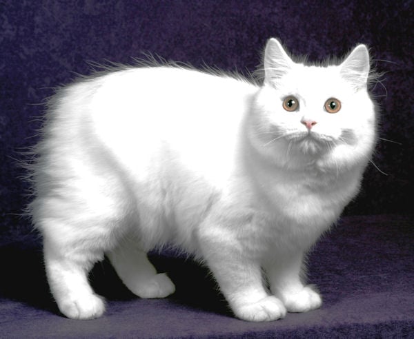 Gato da raça Cymric também é reconhecido como uma variegação do Manês. Foto: Gatoteria/Flickr