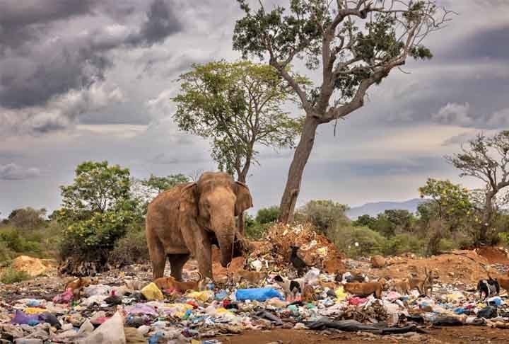 Elefante em um lixão, Tissamaharama, Sri Lanka. Reprodução: Flipar