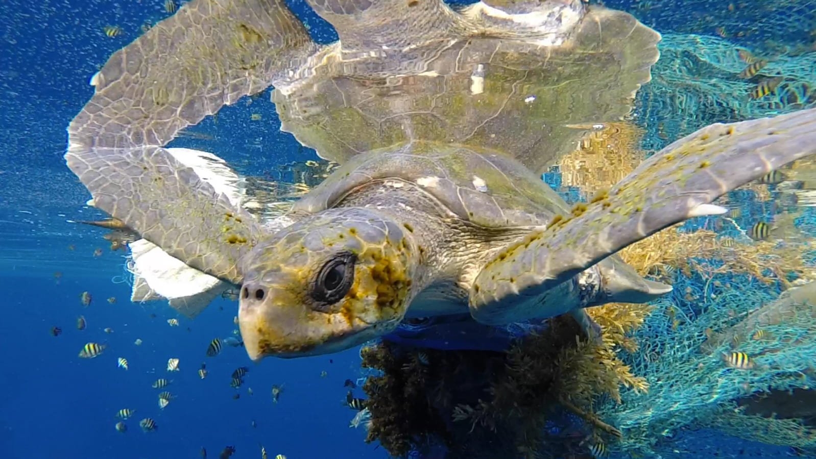 As tartarugas marinhas se espalham pelo litoral do Brasil e, curiosamente, o estado preferido e mais visitado pela espécie é justamente o que possui litoral menos extenso: o Piauí.  Reprodução: Flipar