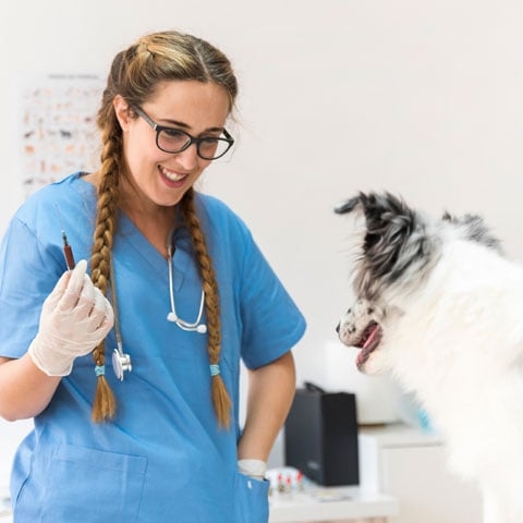 Dica importante: Calendário de vacinas - Seguir o calendário de vacinas à risca é essencial para evitar doenças, principalmente com filhotes, que são mais delicados O veterinário é que deve fazer a escala de vacinação. Reprodução: Flipar