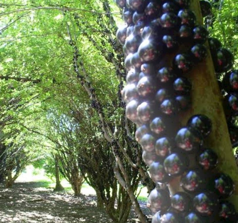 Alguns visitantes fazem piqueniques nas sombras das jabuticabeiras, outros penduram redes e tiram uma bela soneca. Há também quem passe a manhã e tarde coletando e comendo frutos. Andar entre as árvores é como caminhar por um labirinto. Reprodução: Flipar