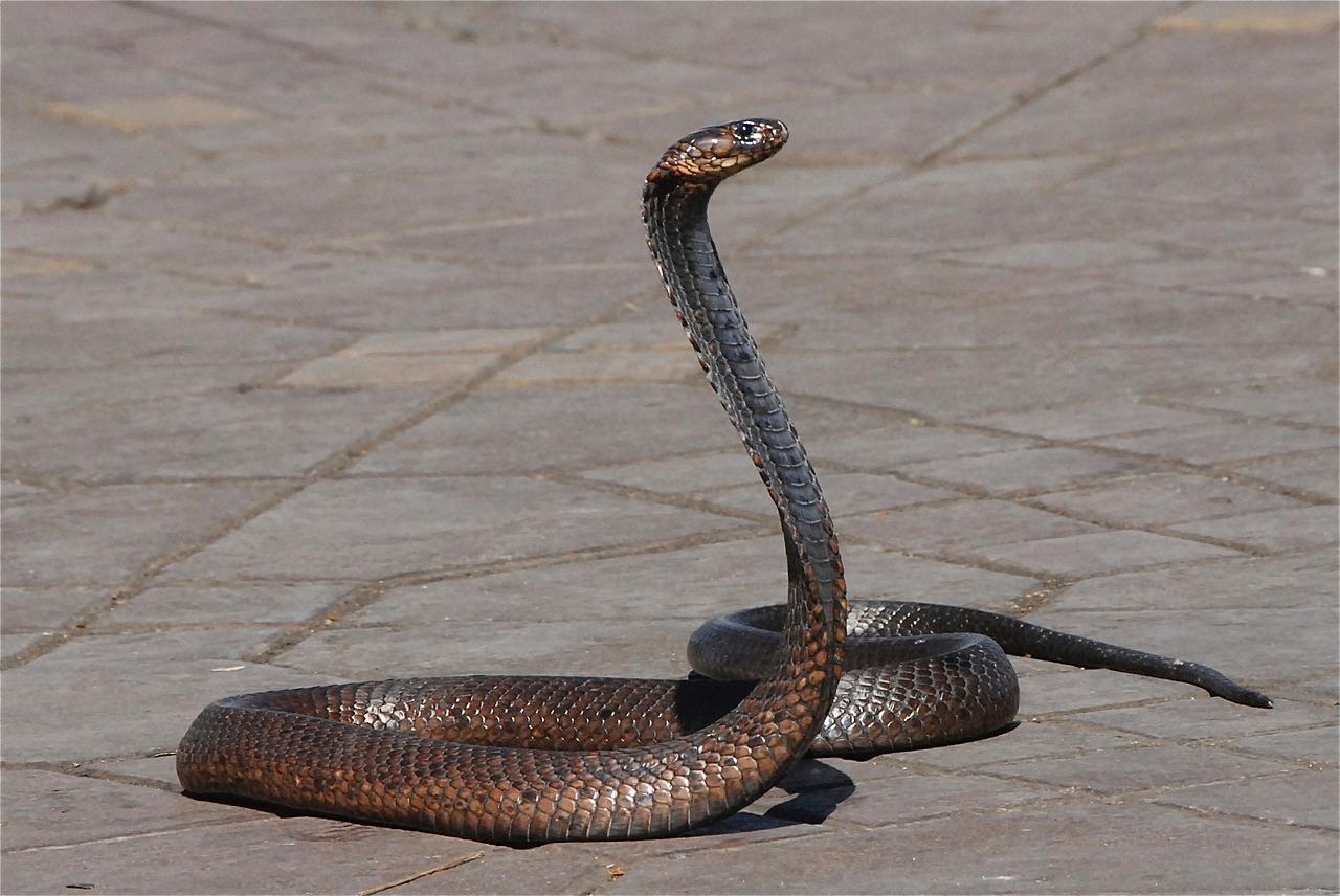 Encantadores de serpentes - São uma atração turística popular na Índia. Eles usam flautas para “encantar” esses animais e fazê-los se movimentar como numa espécie de dança.  Reprodução: Flipar