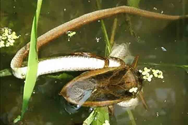 Segundo os cientistas, o cardápio desse predador inclui até patos, além de peixes, sapos, cobras(!) e tartarugas. Reprodução: Flipar