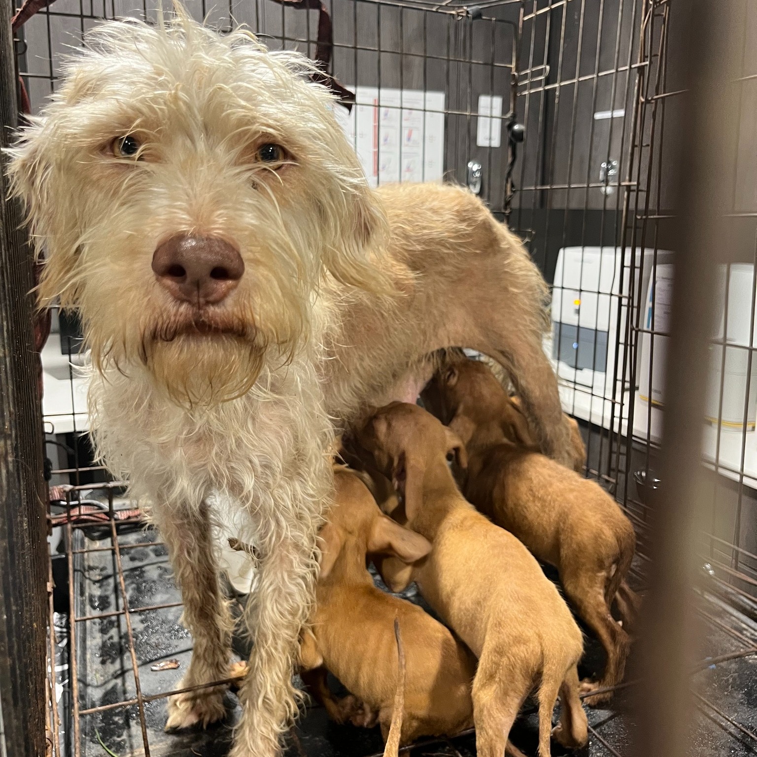 A cadela com oito filhotes foi deixada em uma gaiola velha e enferrujada em um canteiro de obras . Foto: Reprodução/Humane Society of Tampa Bay - 17/07/2023