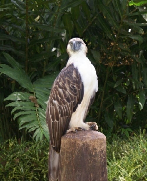 Águia-filipina (Pithecophaga jefferyi) -  Também conhecida como águia-pega-macaco, é uma grande águia em risco de extinção que habita as florestas tropicais das Filipinas. A águia está restrita às ilhas de Mindanao e Luzon,  Reprodução: Flipar