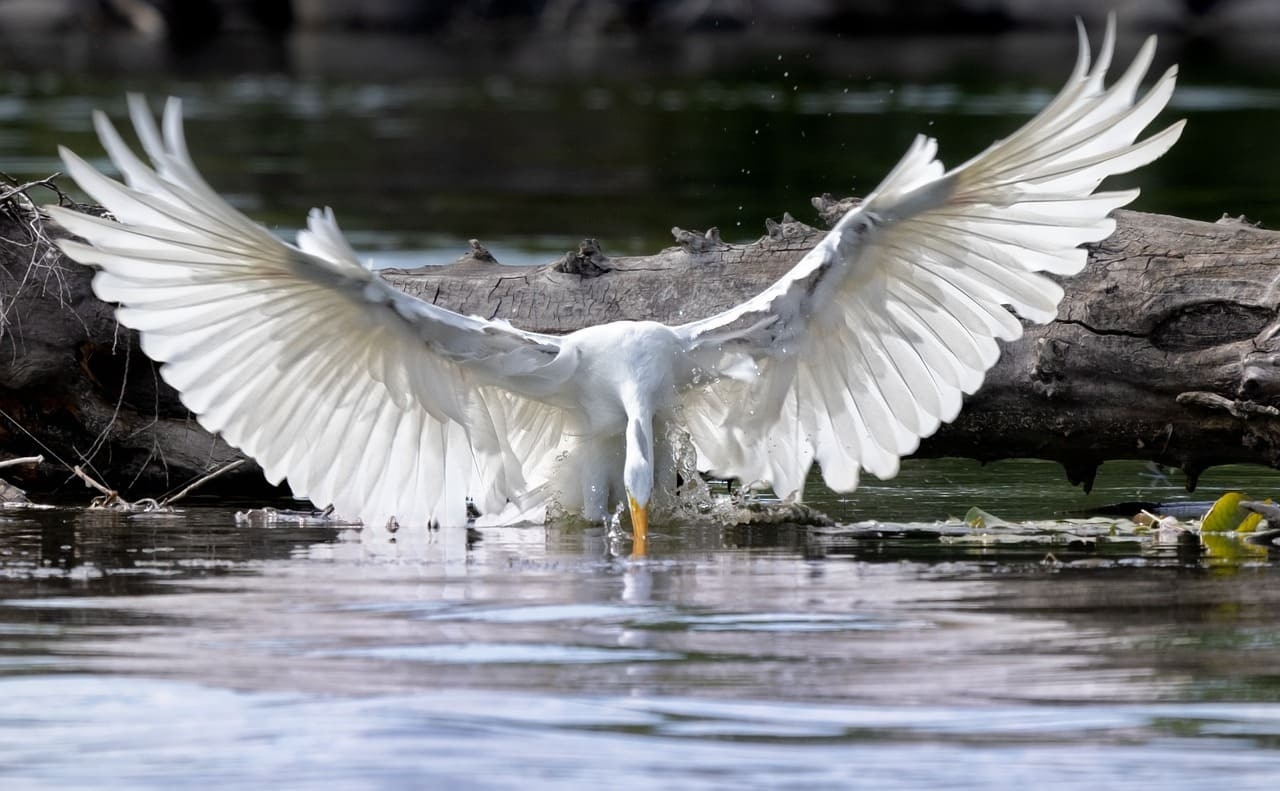 Alimentam-se de pequenos peixes, anfíbios, insetos e, ocasionalmente, pequenos mamíferos. Seu papel nos ecossistemas é essencial, pois ajudam a controlar populações de presas e indicam a saúde ambiental de áreas alagadas. Reprodução: Flipar
