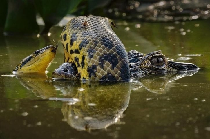 Sua foto, capturada no Pantanal sul-mato-grossense, retrata uma luta entre uma sucuri e um jacaré. Karine venceu na categoria “Comportamento: anfíbios e répteis”. Reprodução: Flipar