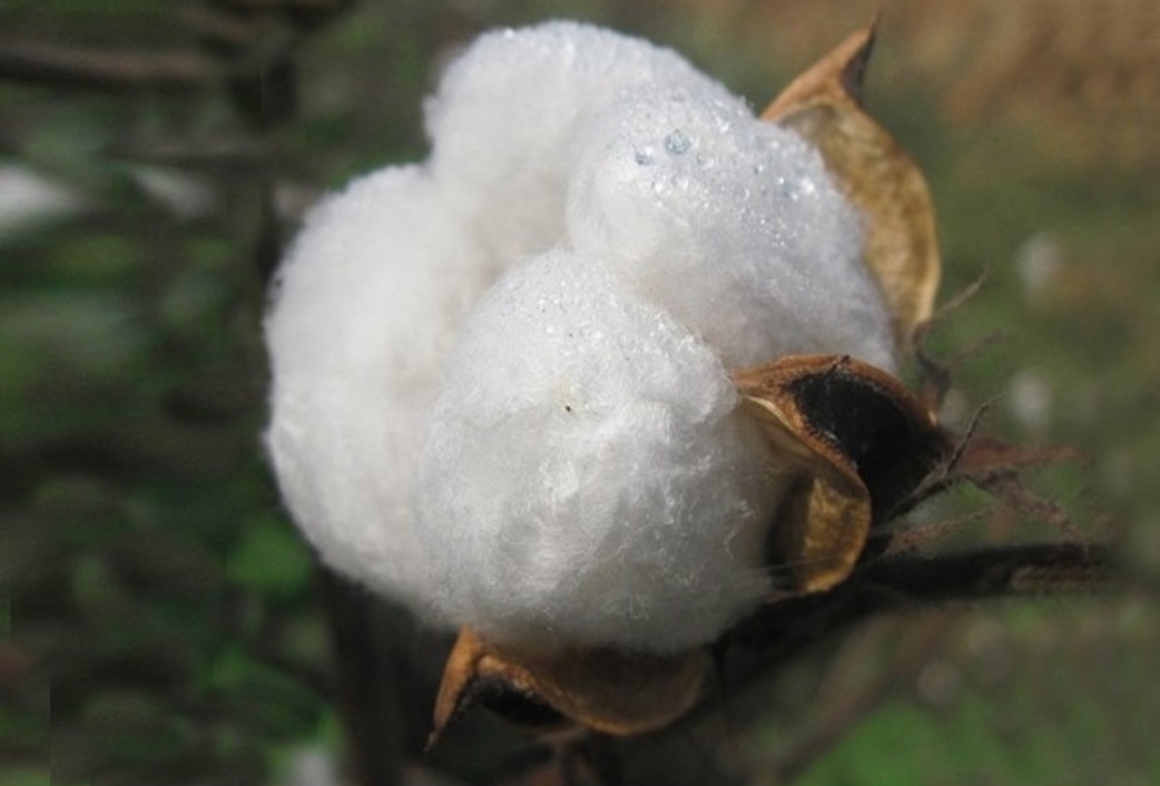 Os maiores produtores mundiais de algodão são, nesta ordem, China, Índia, Estados Unidos, Brasil e Paquistão. Esses cinco países responderam por 74% do total da fibra produzida no planeta na safra 2020. Reprodução: Flipar