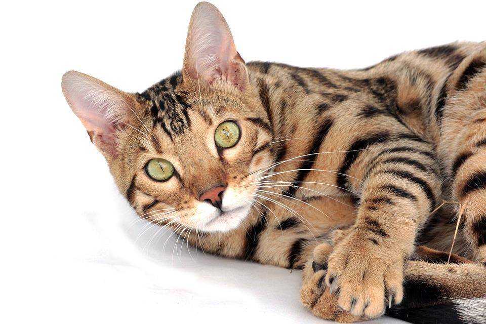 A raça surgiu da intenção de se criar um gato resistente ao vírus da FelV. Foto: Irina Kukuts/Pixabay