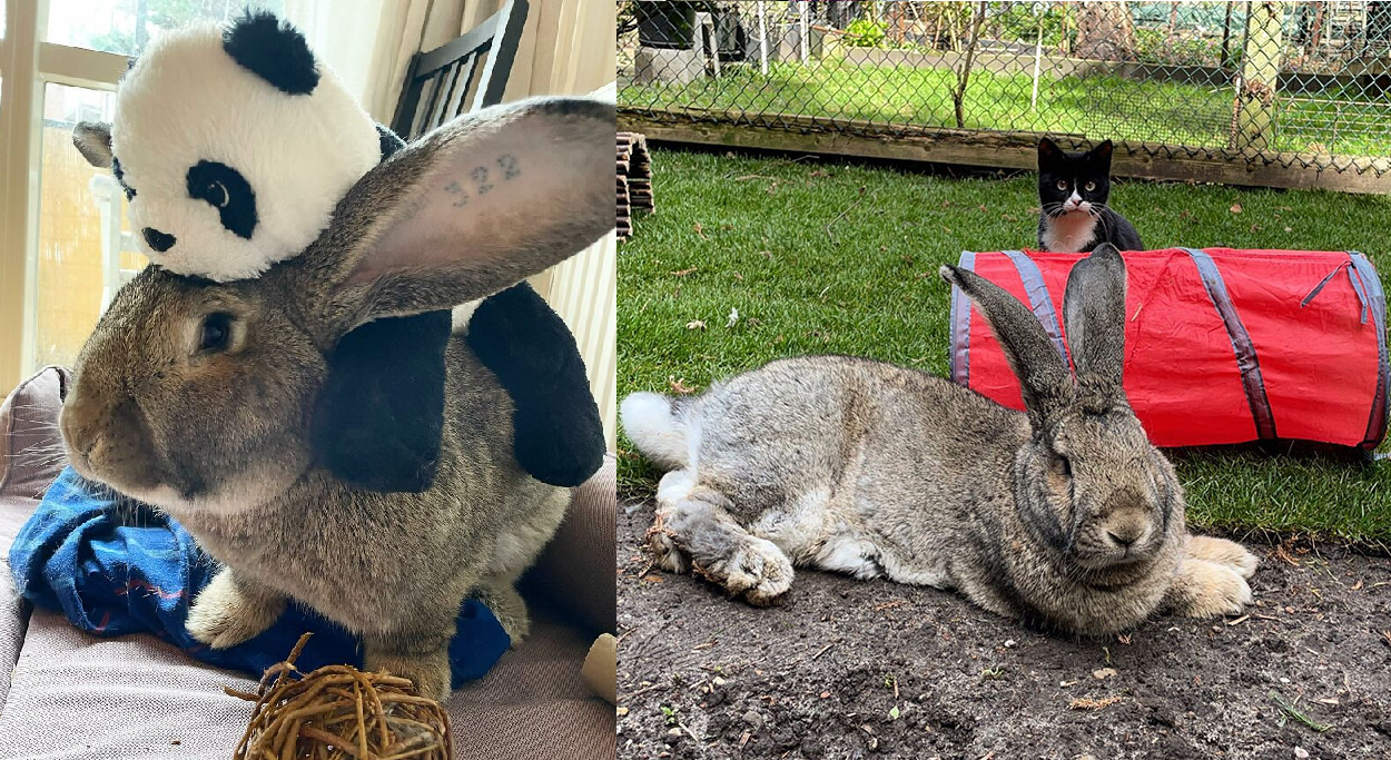 Guus adora perseguir gatos. Foto: Reprodução/Instagram