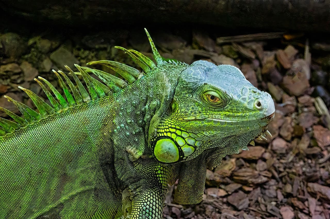 As iguanas se espalham  por áreas como Miami, Fort Lauderdale e outras partes do sul da Flórida, principalmente em ambientes urbanos, parques e áreas costeiras. Reprodução: Flipar