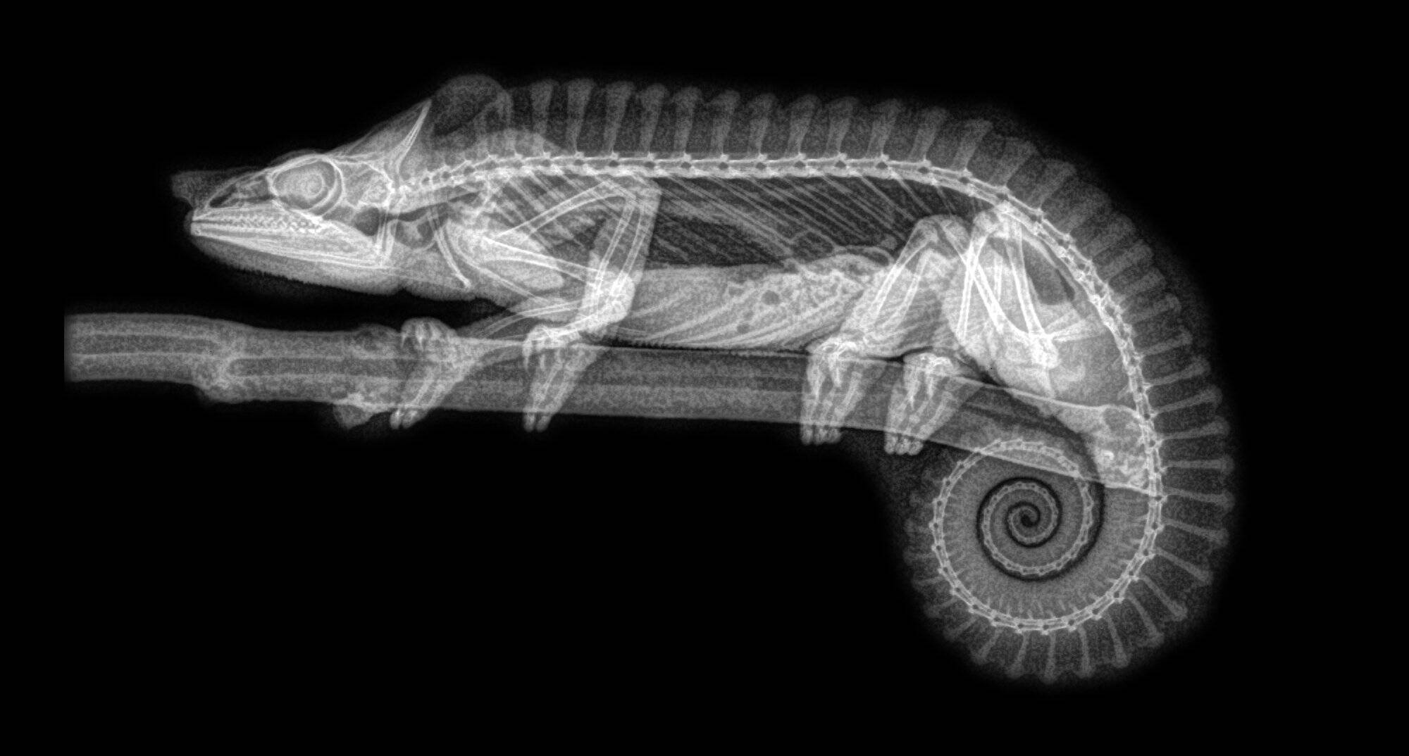 Imagens de raio-x de animais viralizaram após publicação do Oregon Zoo; confira todas. Foto: Divulgação/Oregon Zoo