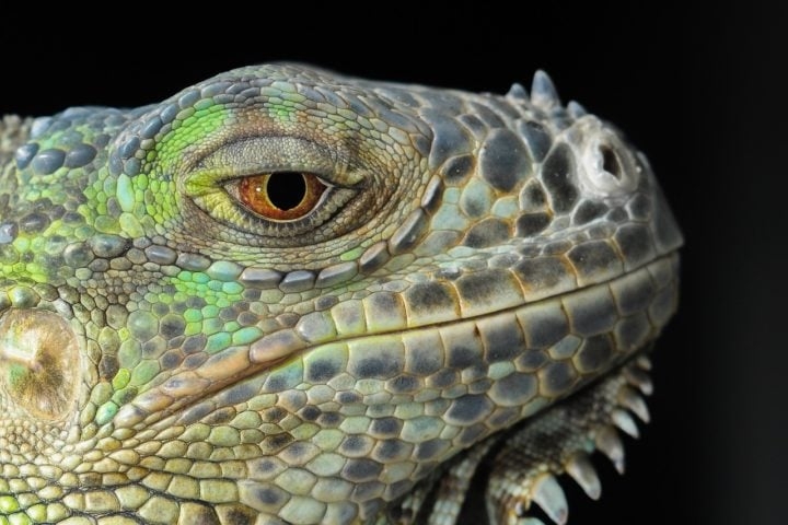 As iguanas-verdes (Iguana iguana), por exemplo, são comuns nas florestas tropicais da América Central e do Sul, incluindo países como Brasil, México, Venezuela e Paraguai. Reprodução: Flipar