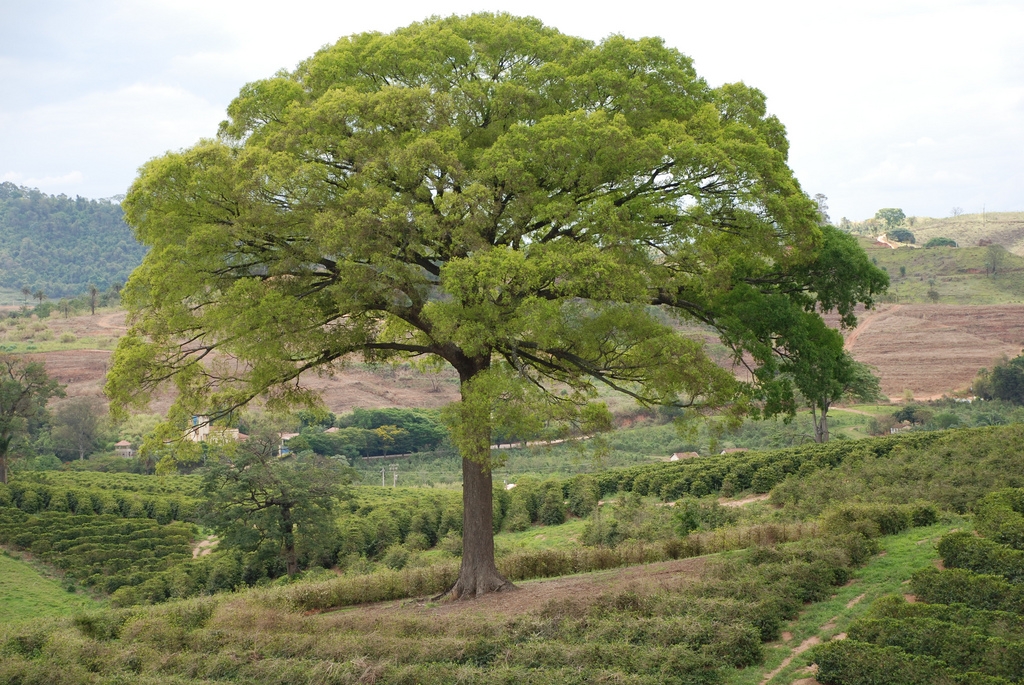 Jequitibá-Branco - Árvore da Amazônia, do Cerrado e da Mata Atlântica. Também chamada de Estopa, Cachimbeiro, Pau-de-Cachimbo e Mussambê.  Reprodução: Flipar