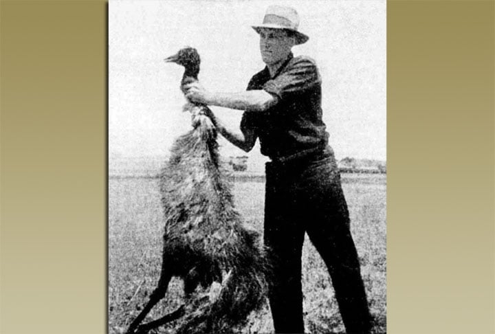 Os emus tinham sua estratégia natural, uma tática de sobrevivência, algo ignorado pelos militares australianos.  Reprodução: Flipar
