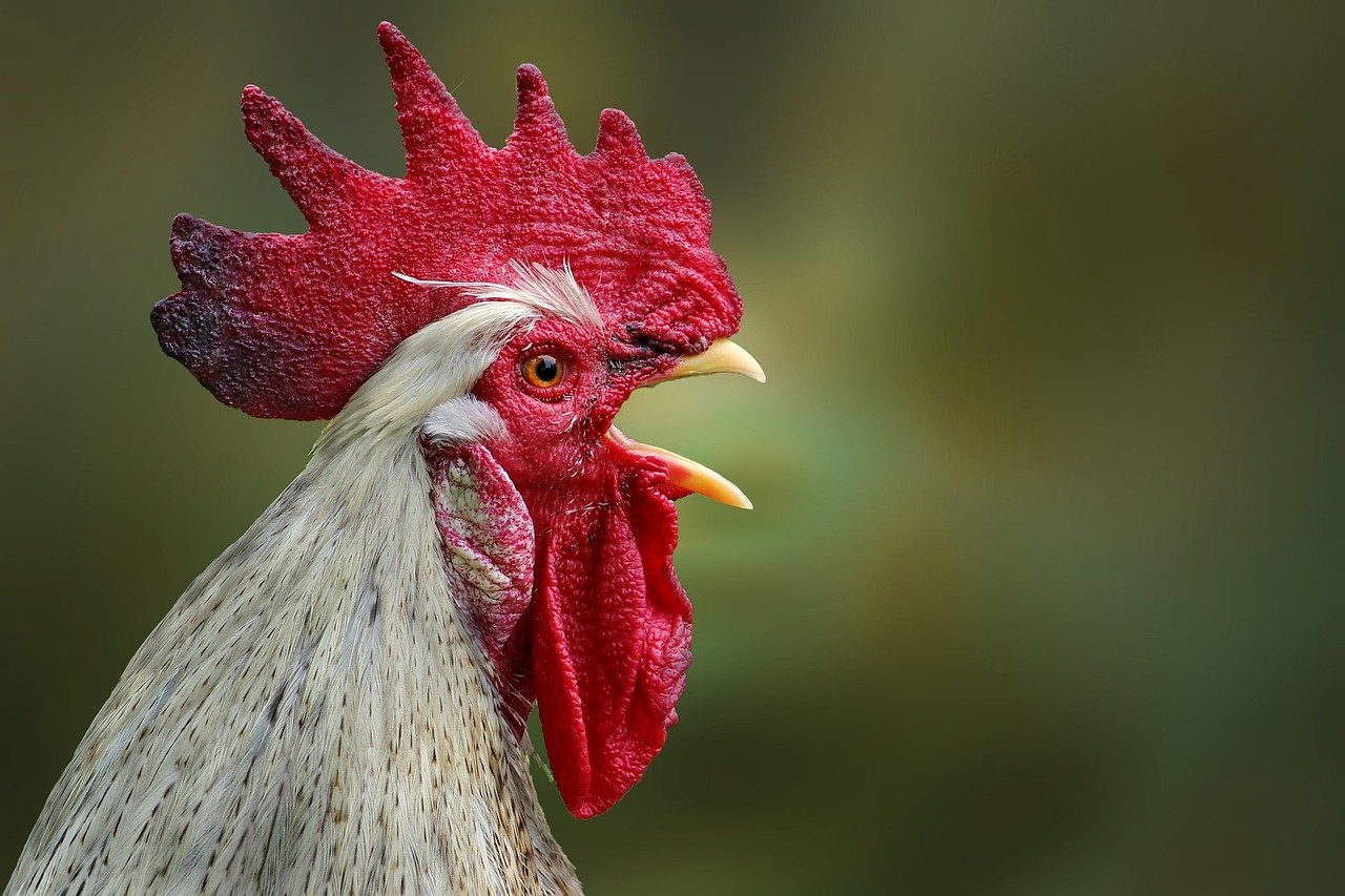 Uma crista em animais é uma protuberância ou elevação que pode ocorrer em diversas partes do corpo, como na cabeça, dorso ou cauda. Essa estrutura pode ser carnosa ou composta por penas, e sua função varia conforme a espécie, podendo servir para atração do parceiro, defesa ou comunicação. Reprodução: Flipar
