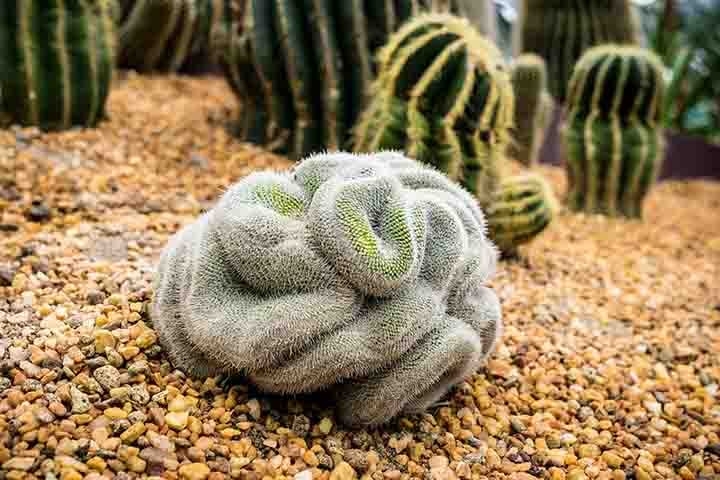 A grande maioria possui ciclo de vida perene e, dependendo da espécie, pode variar de 5 a 200 anos. Os cactos adultos podem ficar a pleno sol, porém na época da floração, deve-se evitar a exposição ao calor. Reprodução: Flipar