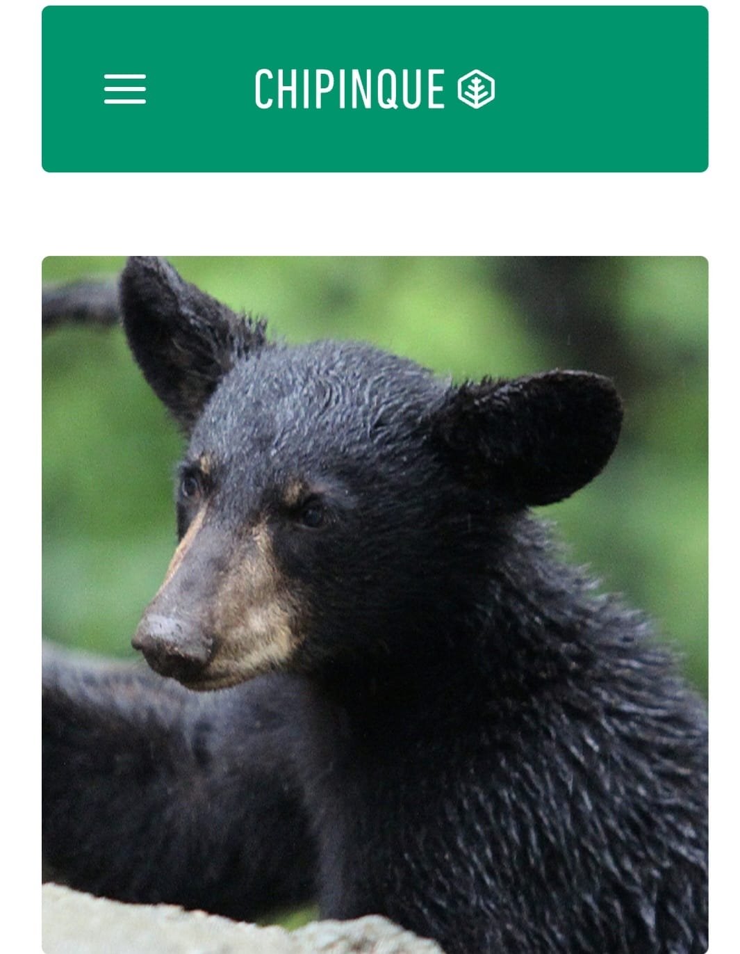 No site oficial do Parque a presença de animais silvestres, para o convívio com os visitantes, é destacada como um dos fatores positivos do passeio. E a principal foto sobre a fauna é justamente do urso-negro. Reprodução: Flipar
