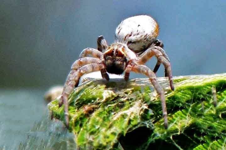 Em outro estudo científico, pesquisadores fizeram uma descoberta sobre as aranhas sociais africanas (Stegodyphus dumicola) que desafia os conceitos tradicionais da ecologia comportamental.  Reprodução: Flipar