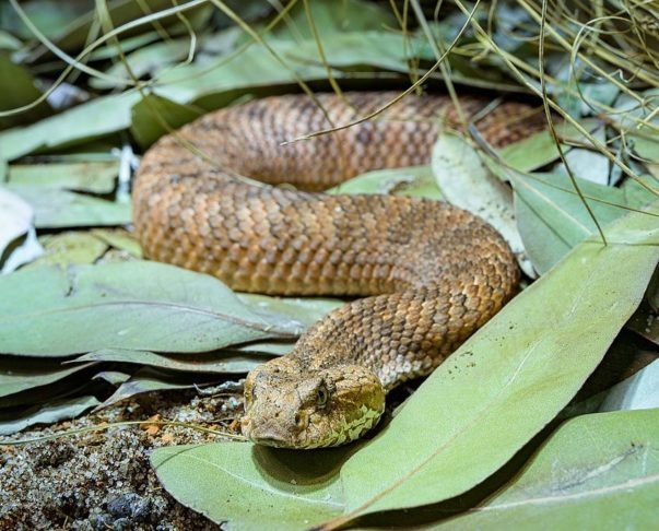 Cobra da morte: Seu veneno é neurotóxico e pode causar paralisia respiratória. Possui uma aparência peculiar, com a cabeça longa e triangular, além de ter um corpo mais grosso do que outras serpentes. Reprodução: Flipar