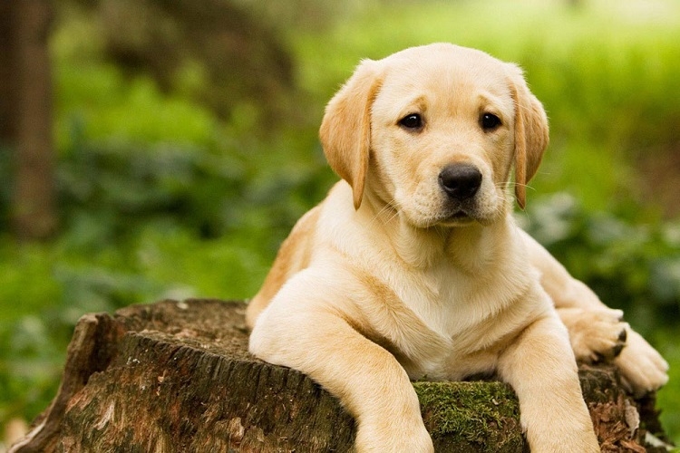 Os labradores, cães da raça do cãozinho Coco, são originários do Canadá. E se desenvolveram bastante na Inglaterra.