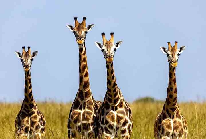 Que os pescoços das girafas são os maiores do mundo animal, todos sabem. Mas você sabia que existe diferença de tamanho entre o pescoço do macho e o da fêmea? Veja  outras curiosidades sobre esse carismático animal.