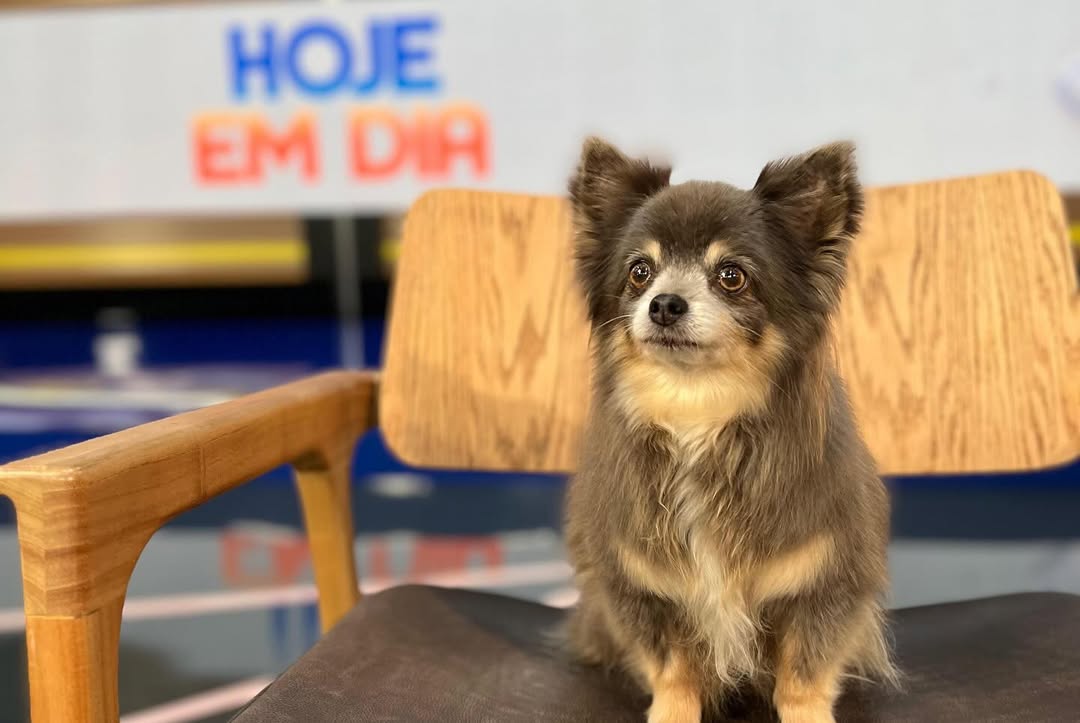 Rodolfinho no set do "Hoje em Dia". Foto: Reprodução Instagram @ahickmann | @@brunarusso.fotografiapett