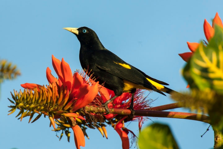 Nativo da Floresta Amazônica, um pássaro curioso conhecido como xexéu (Cacicus cela) chama a atenção por conta das habilidades diversas que tem. Reprodução: Flipar