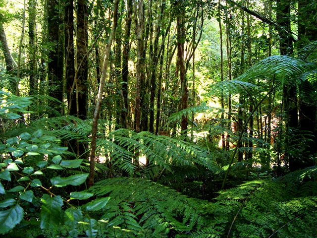 9ª - Floresta Temperada Valdivian – América do Sul - Se estende por partes do Chile e da Argentina.  Reprodução: Flipar