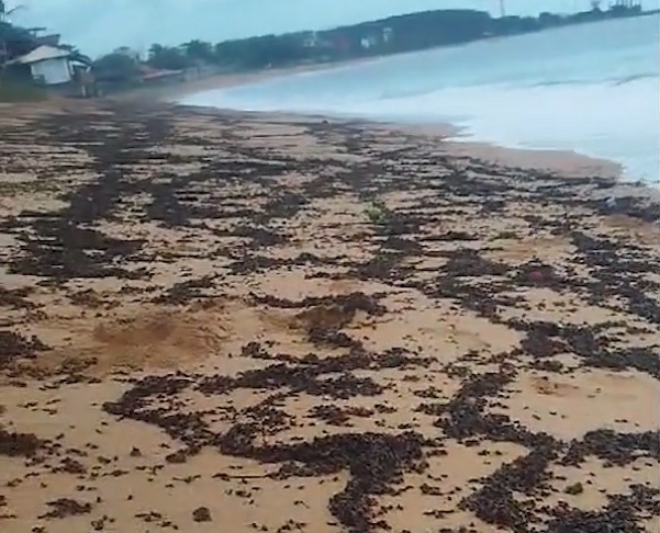 Um vídeo que mostra uma enorme quantidade de tanajuras — mortas e vivas — na praia de Barra do Sahy, no litoral de Aracruz, Espírito Santo, chamou a atenção recentemente nas redes sociais.