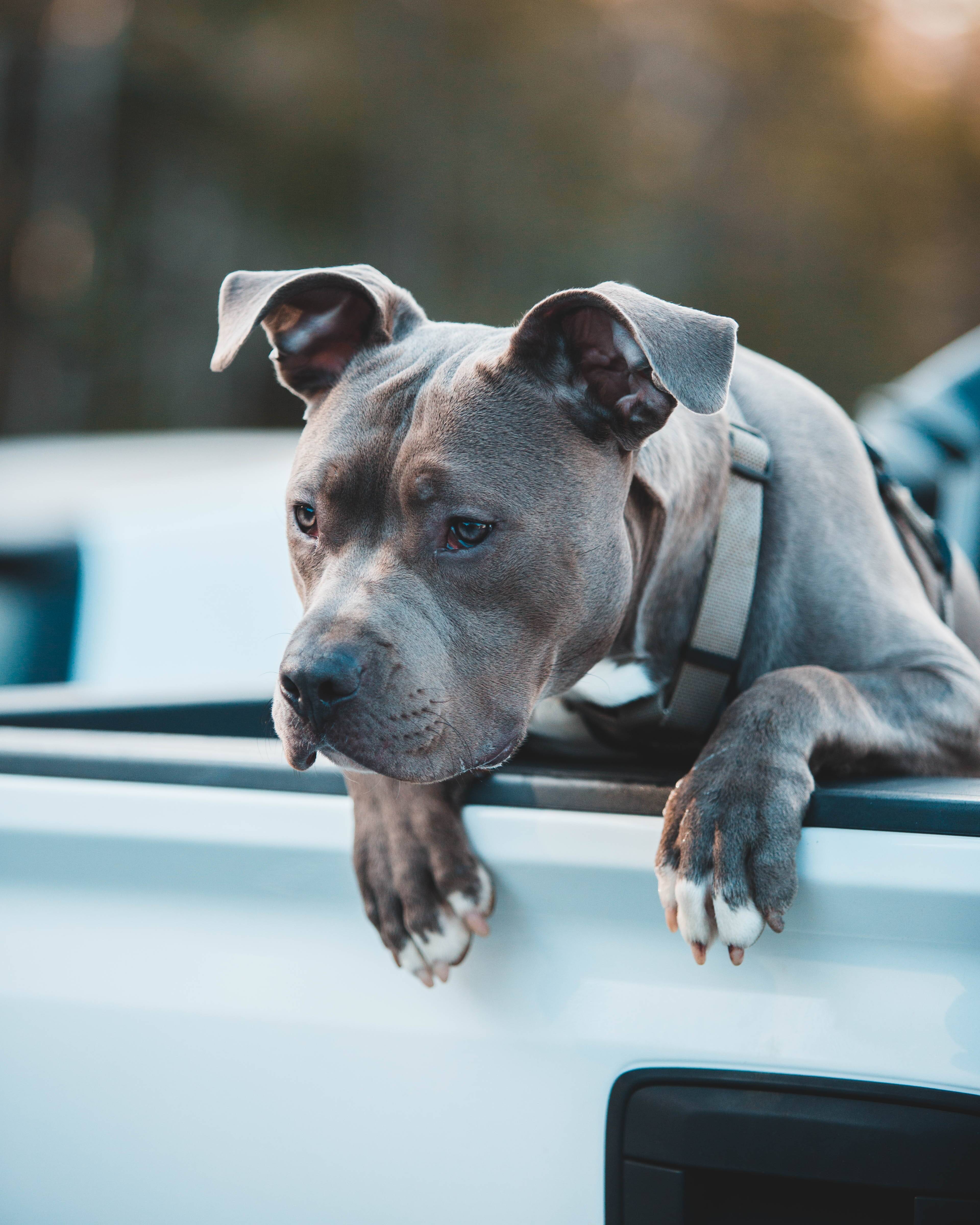 Pitbulls são cães leais aos tutores. Foto: Unsplash/Jonathan Cooper