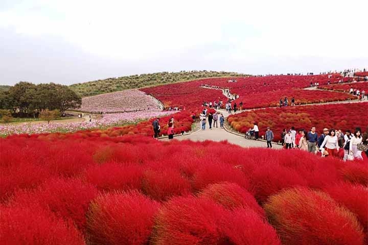 5- Hitachi Seadide, Japão - Abriga vastas extensões de flores, como as nemófilas e os cosmos, atraindo muitos visitantes, especialmente durante a primavera e o outono.
 Reprodução: Flipar