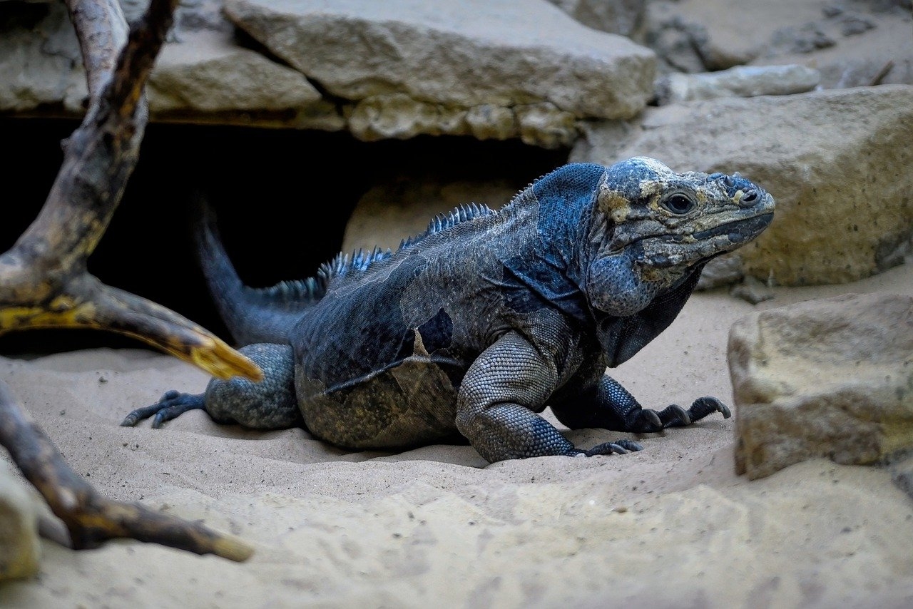 A iguana é uma espécie de lagarto. Faz parte de uma família de lagartos chamada Iguanidae. Ou seja todas as iguanas são lagartos. Mas nem todos os lagartos são iguanas. Reprodução: Flipar