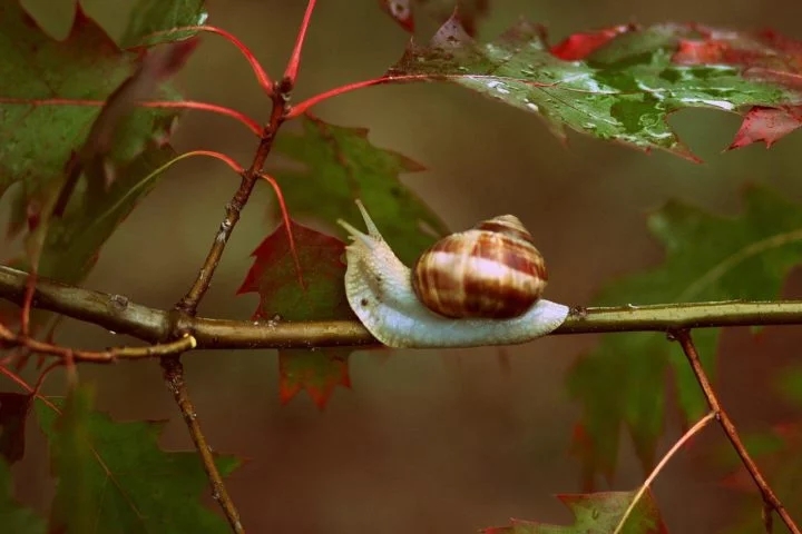 Caracol de jardim: Este molusco terrestre é extremamente lento, movendo-se a 0,050 km/h. Existem mais de 20.000 espécies descritas dele, e uma curiosidade é que não possui audição. Pode ser criado em cativeiro. Reprodução: Flipar
