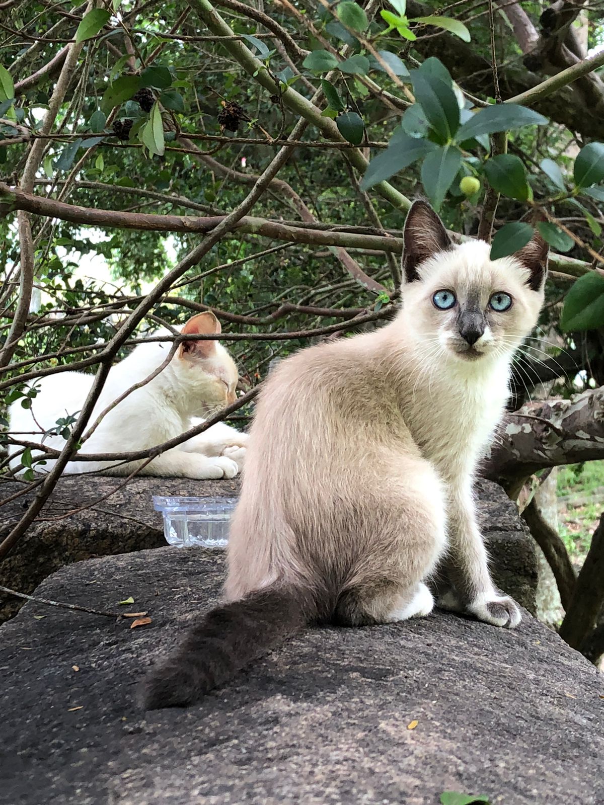 Gato que vive em colônia cuidada por voluntários da ONG Fla.Gato