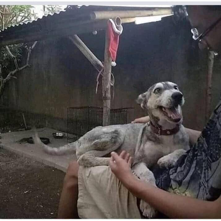 Antes e depois de cão resgatado. Foto: Artes de Cachorro