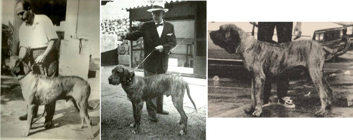 Cães Fila Brasileiro da década de 1950 a 1970. Foto: Reprodução