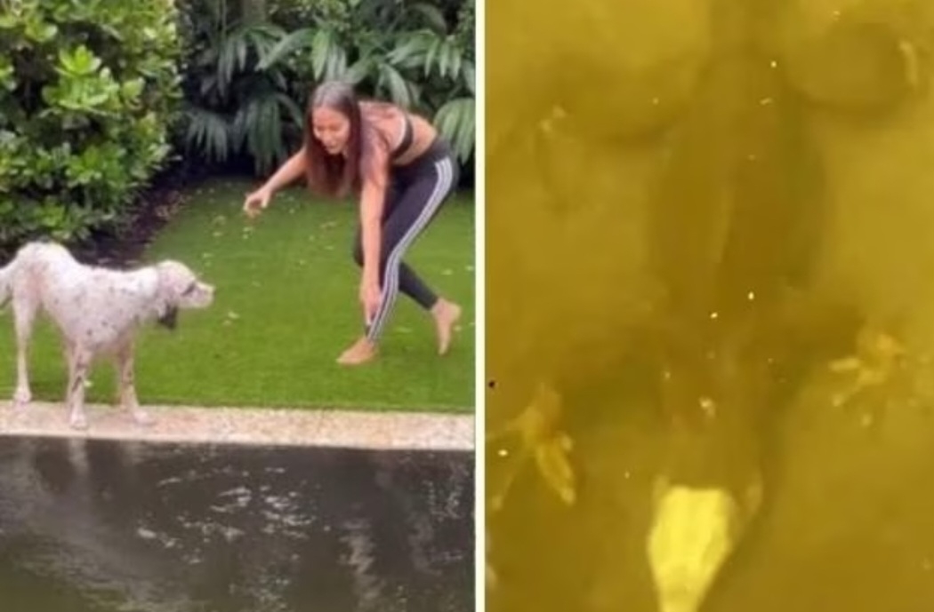 A cantora Anitta postou nas redes sociais a surpresa que ela teve ao encontrar uma iguana na piscina de sua mansão em Miami, na Flórida. Reprodução: Flipar