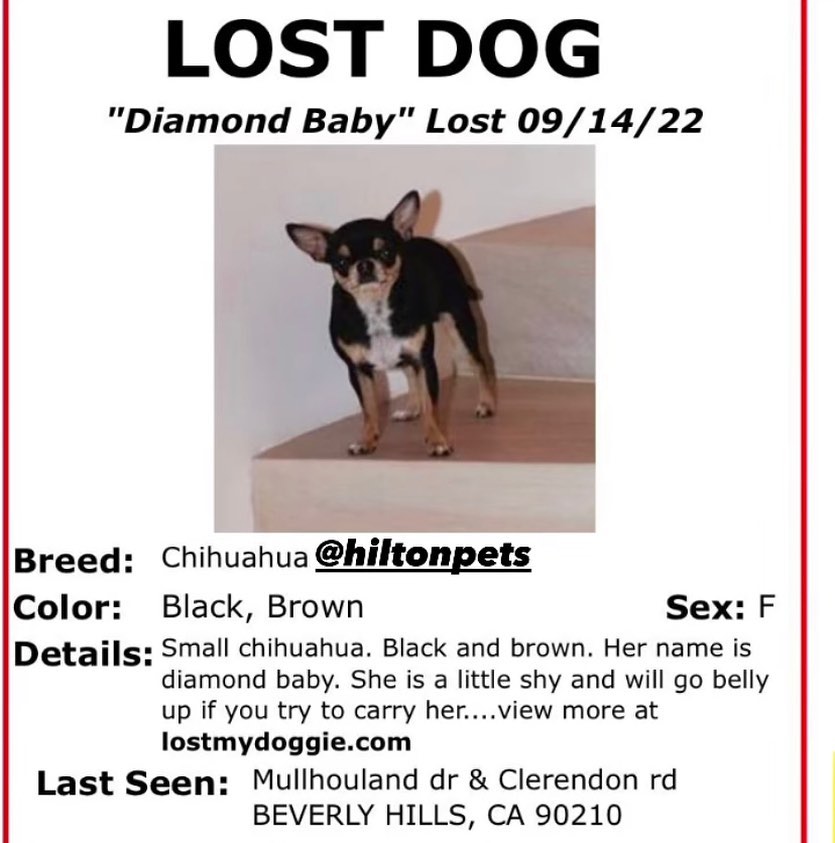 Cartaz de "Cão Perdido" para ajudar nas buscas . Foto: Reprodução/Instagram