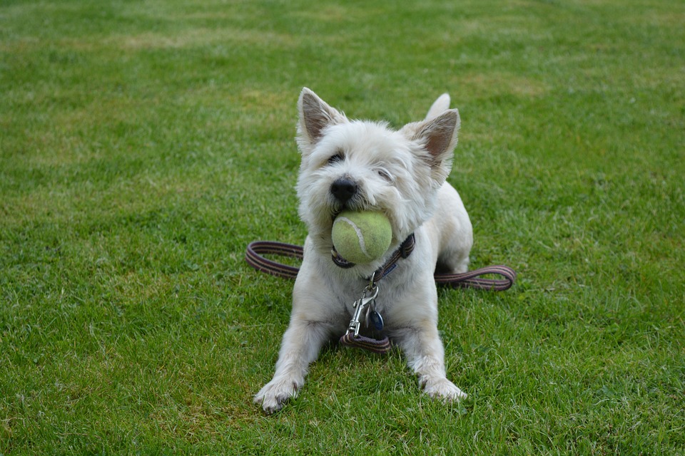 Cairn Terrier. Foto: hazelw90/Pixabay