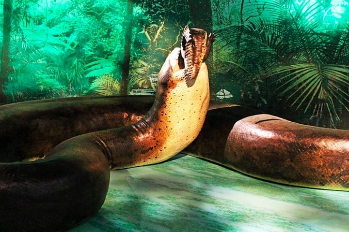 Estima-se que a Titanoboa podia chegar até 14 metros de comprimento e pesar até 1 tonelada! É considerada a maior serpente que já existiu.  Reprodução: Flipar