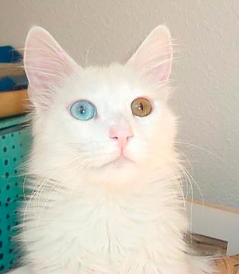 Angorá - Originário da Turquia. Conhecido na Europa desde o século 17. Tem pelagem longa e sedosa, com predominância do branco e do laranja. A cor dos olhos varia.  Alguns gatos têm um olho de cada cor. Vive de 12 a 18 anos.   Reprodução: Flipar